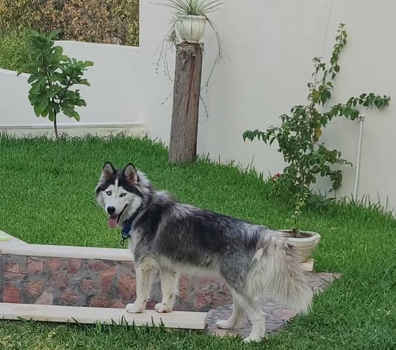 Chien à adopter