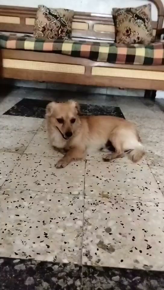 Chien à adopter