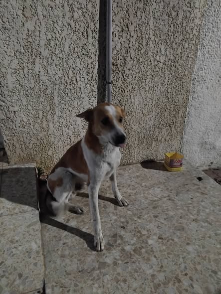 Chien à adopter