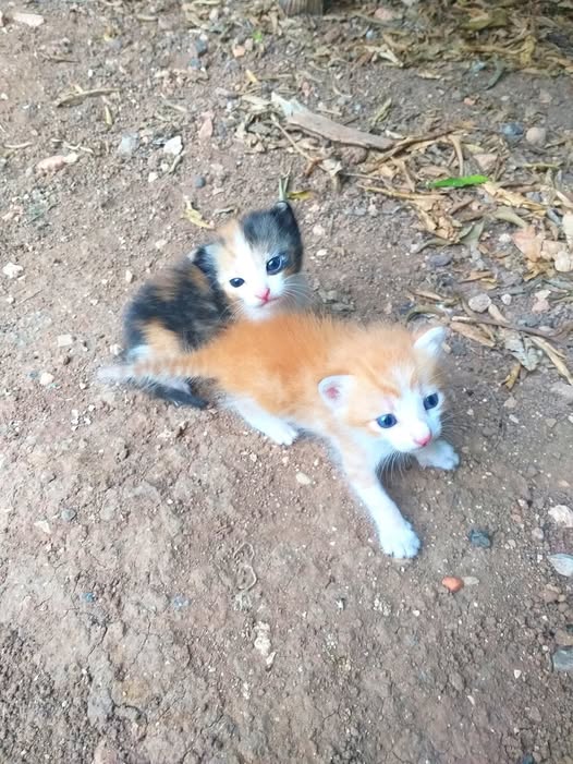 Chat à adopter