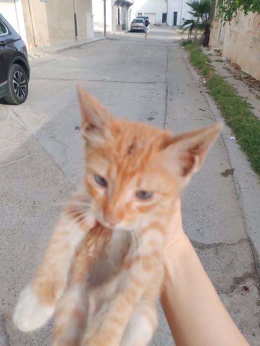 Chat à adopter