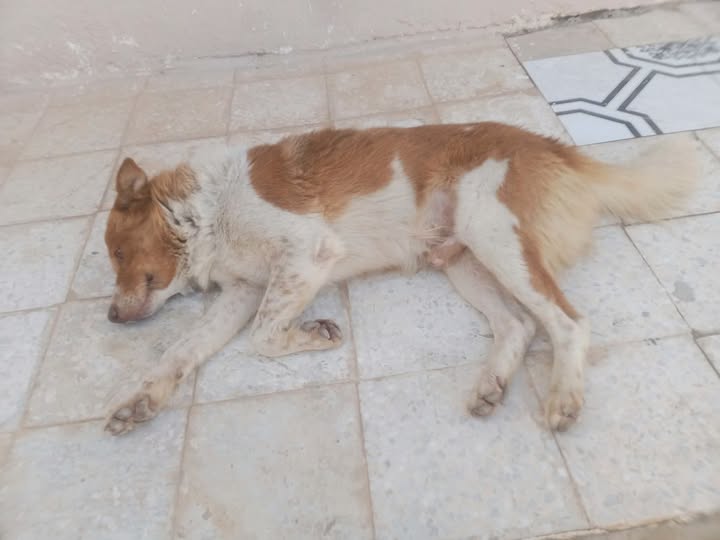 Chien à adopter — Adoption d'animaux en Tunisie Beja