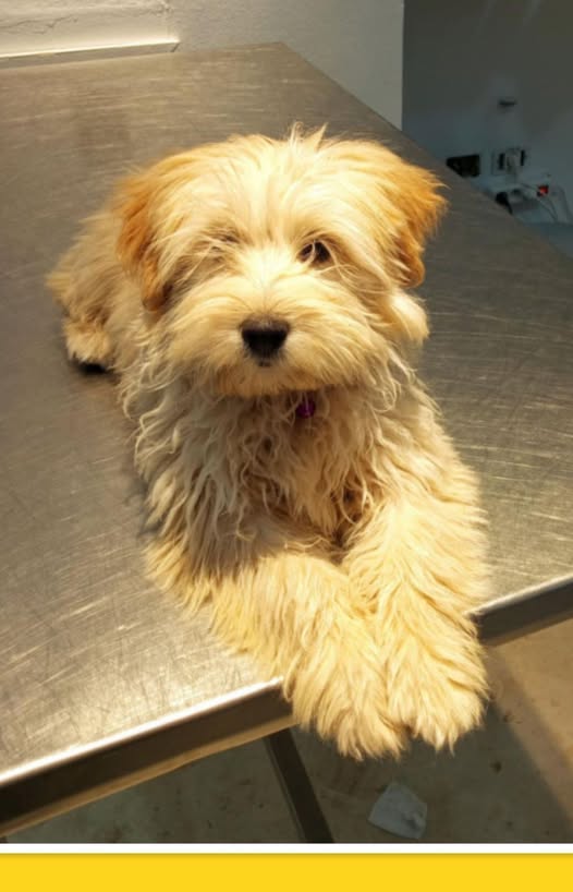 Chien à adopter