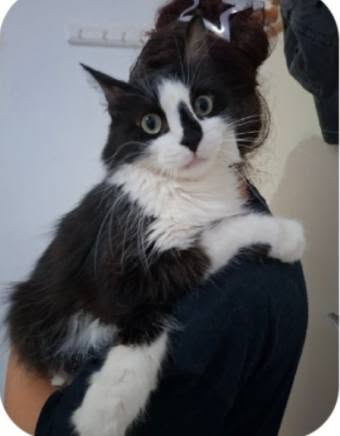 Chat à adopter