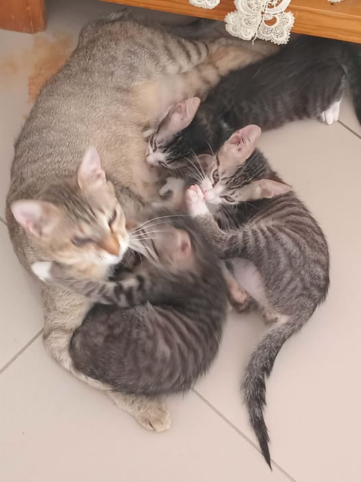 Chat à adopter