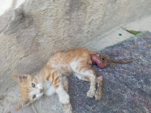 Chat à adopter