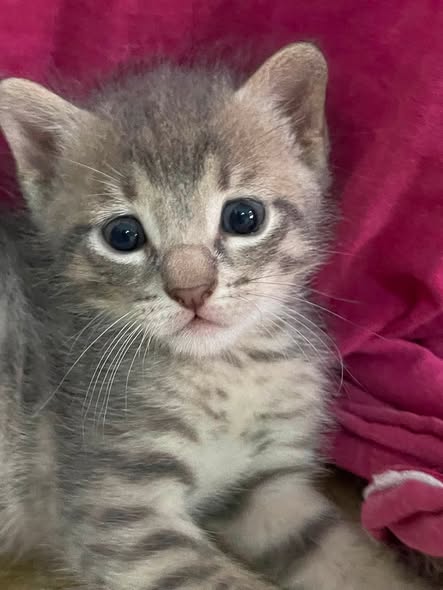 Animal à adopter
