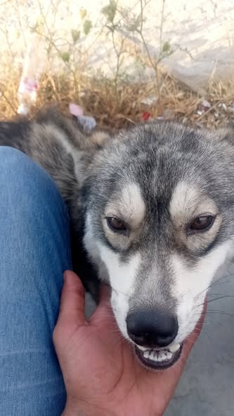 Chien à adopter