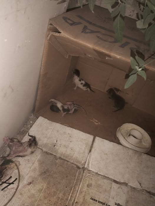 Chat à adopter