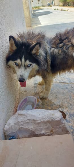Chien à adopter