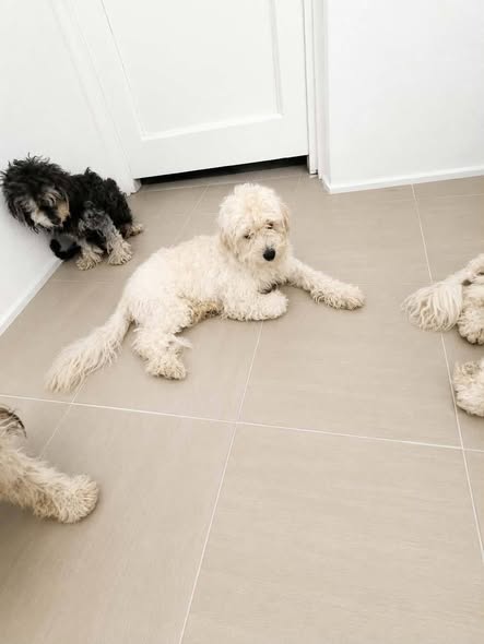 Caniche