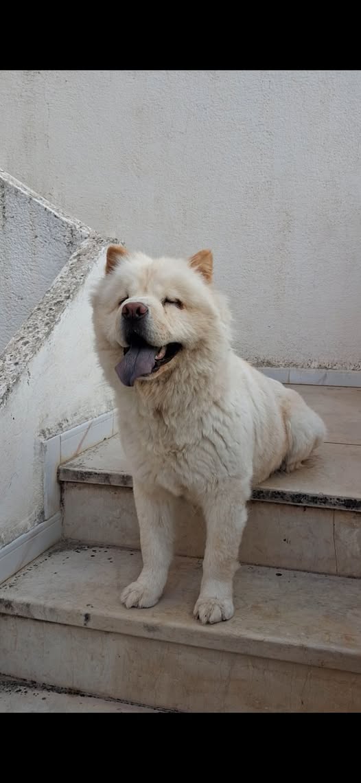 Chien à adopter