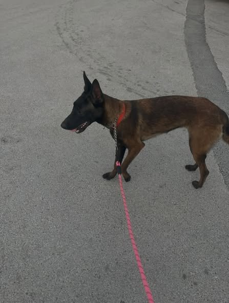Chien à adopter