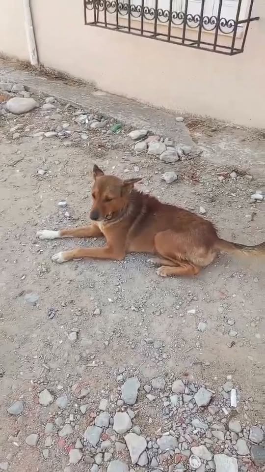 Chien à adopter — تبني الحيوانات في تونس بنزرت
