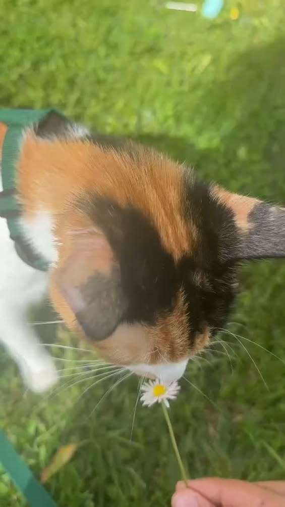 Angel — Pet adoption in Tunisia Sfax