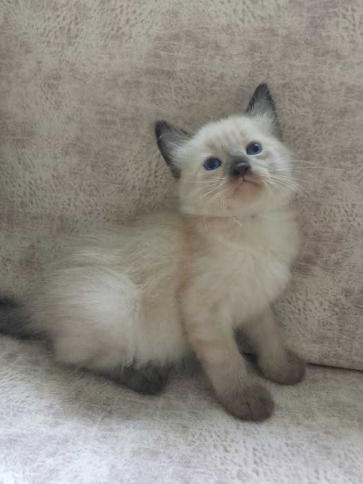 chaton