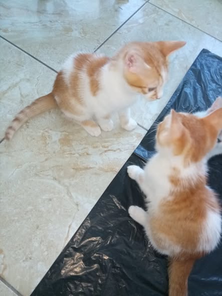 Chat à adopter