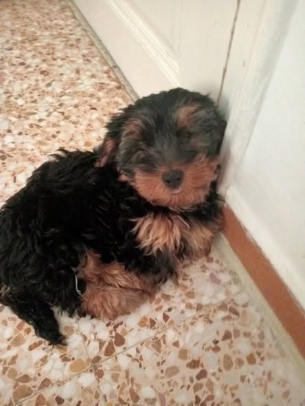 Chien à adopter