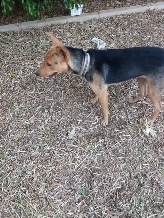 Chien à adopter