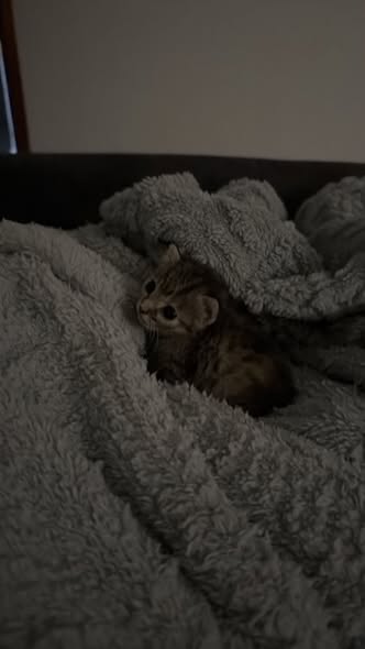 Animal à adopter