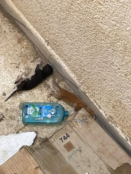 Chat à adopter