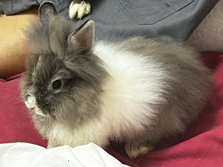 Lapin à adopter