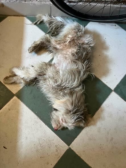 Chien à adopter
