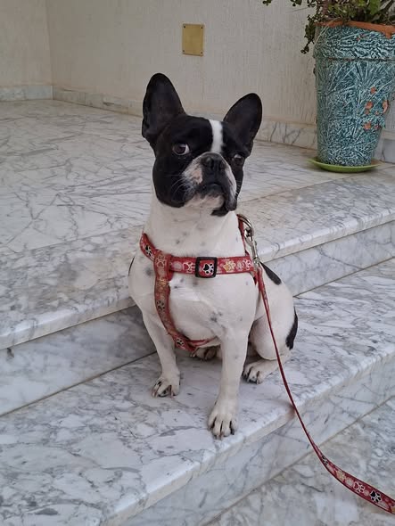 Chien à adopter