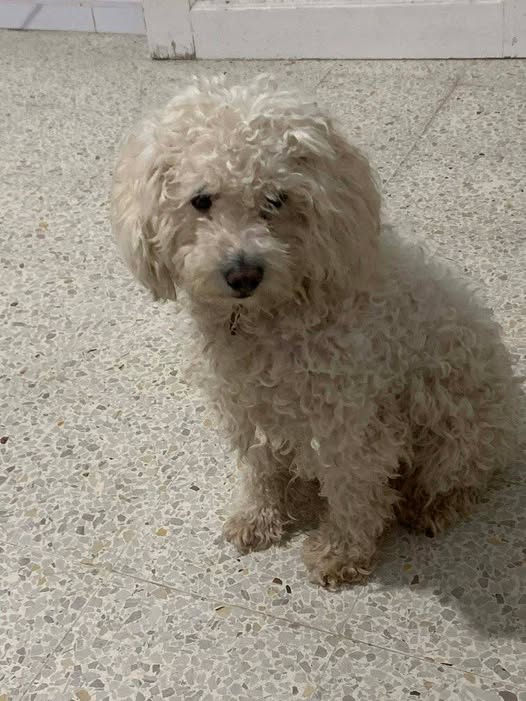 Chien à adopter