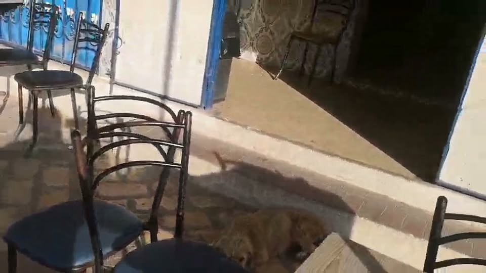 Chat à adopter — Pet adoption in Tunisia Sousse