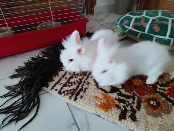 Lapin à adopter
