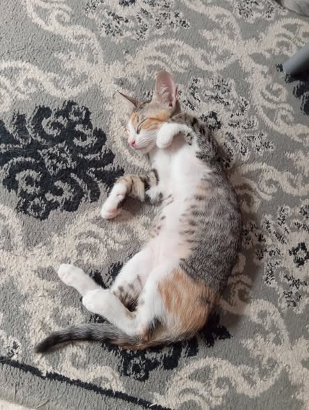 Chat à adopter