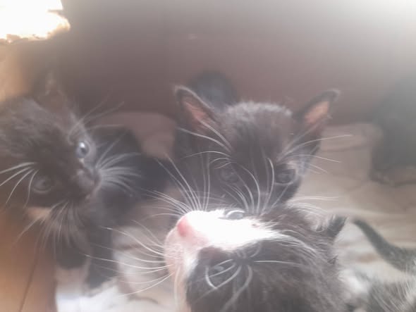 Chat à adopter