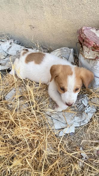 Chien à adopter