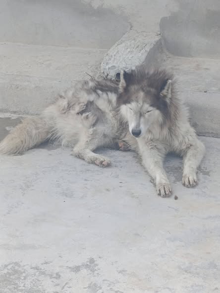 Chien à adopter