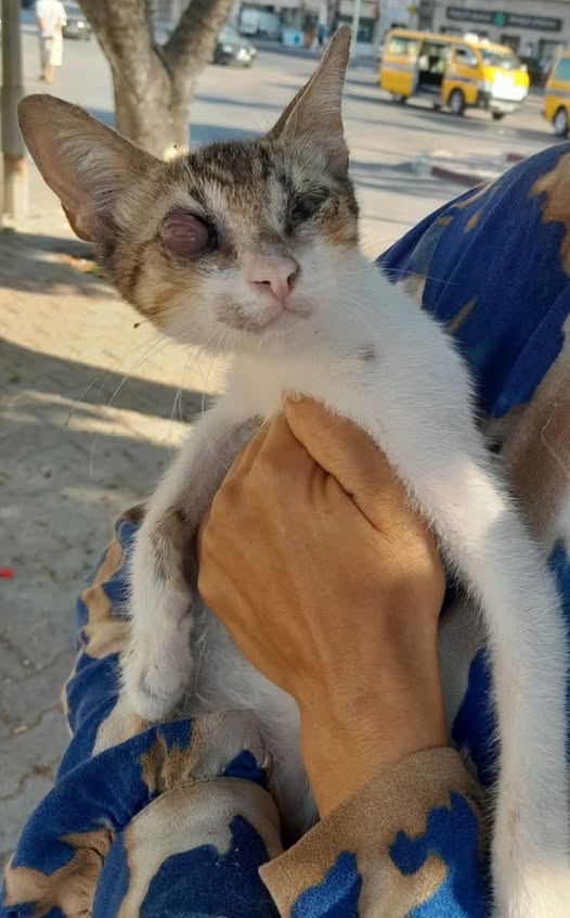 Chat à adopter