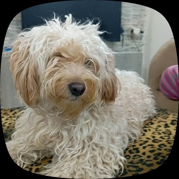Chien à adopter