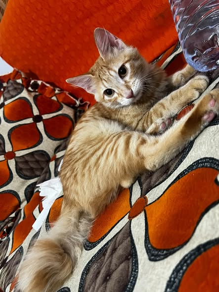 Chat à adopter