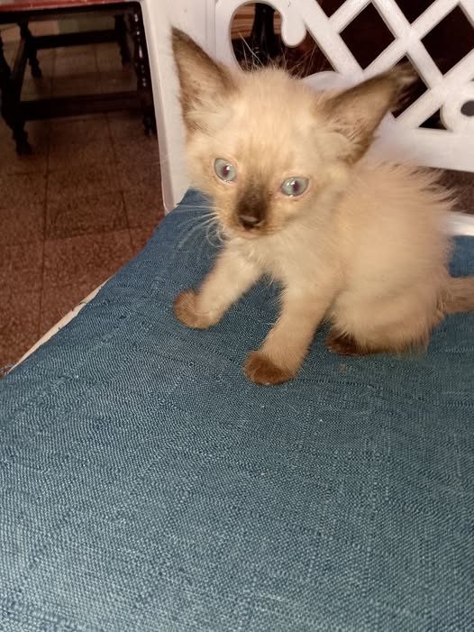 Chat à adopter