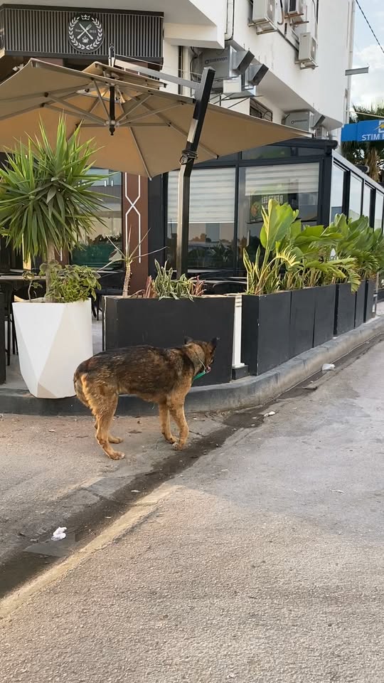 Chien à adopter — تبني الحيوانات في تونس بن عروس