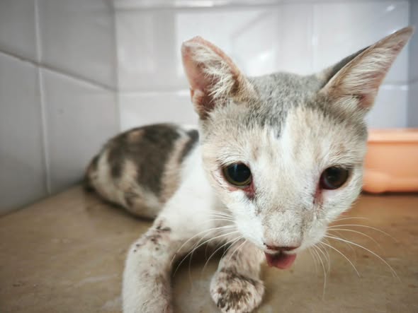 Chat à adopter