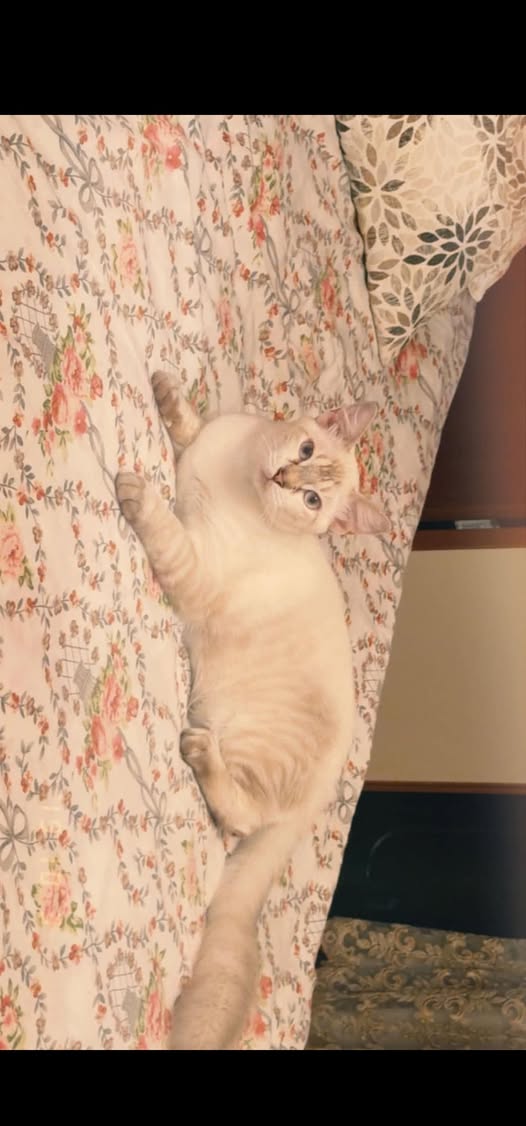 Chat à adopter