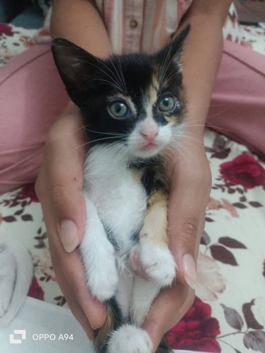 Chat à adopter