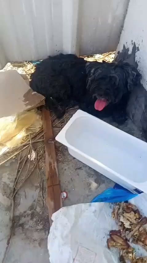 Chien à adopter