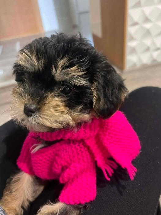 Chien à adopter