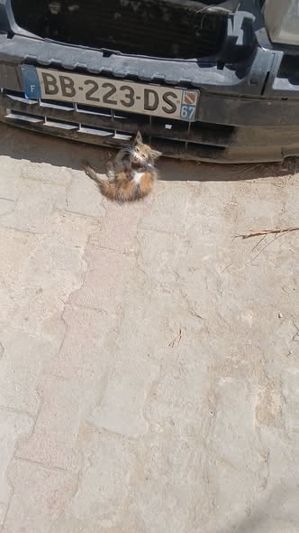 Chat à adopter — تبني الحيوانات في تونس قابس