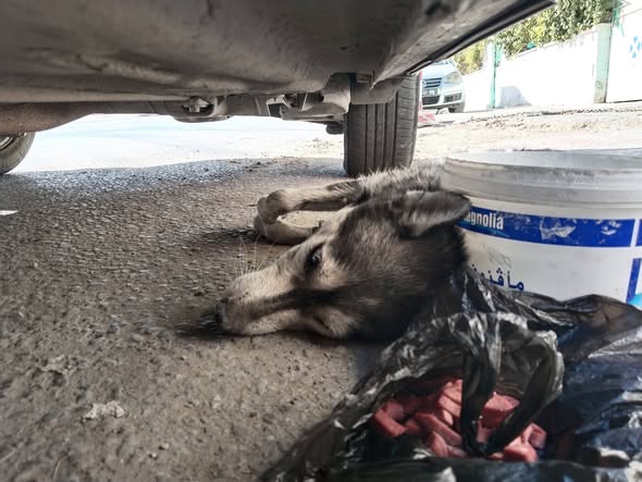 Chien à adopter