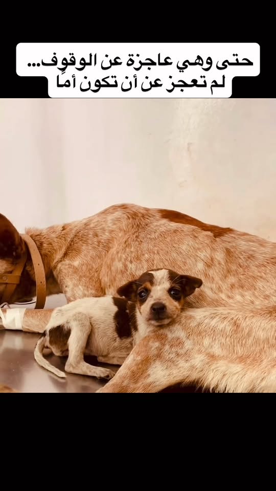 Chien à adopter