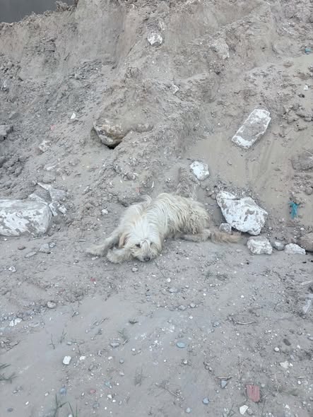 Chien à adopter