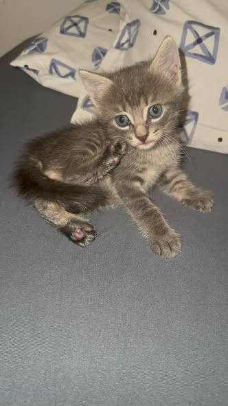 Chat à adopter